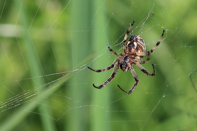 Larinioides sp.